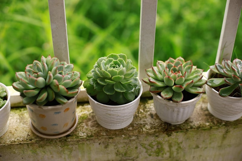 Balcony Gardens