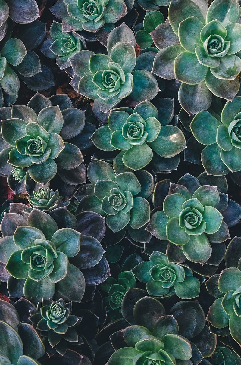Succulent Frames