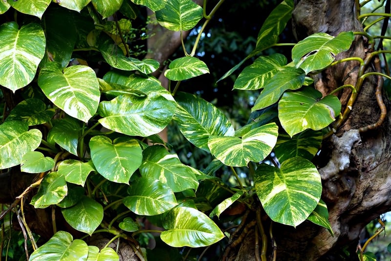 Pothos